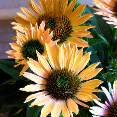 Echinacea SUNSEEKERS 'Pumpkin Pie' - 