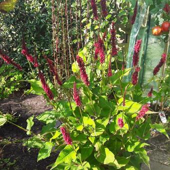 Persicaria amplexicaulis 'Black Adder'