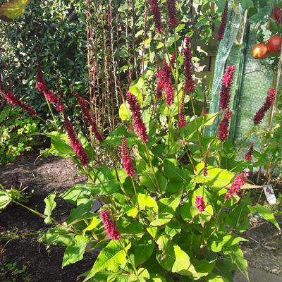 Persicaria amplexicaulis 'Black Adder' - 