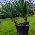 YUCCA SUPERBE - Yucca gloriosa