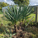 Yucca gloriosa - YUCCA SUPERBE - Yucca gloriosa