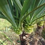 Yucca gloriosa - YUCCA SUPERBE