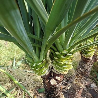 Kerzen-Palmlilie - Yucca gloriosa