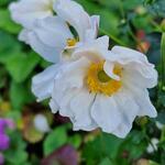 Anemone hupehensis FANTASY 'Rapunzel' - 