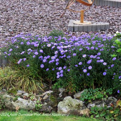 Aster Dumosus 'Prof. Anton Kippenberg'