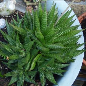 Haworthia limifolia