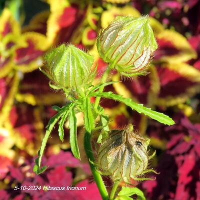 Hibiscus trionum - 