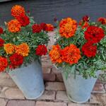 Tagetes patula 'Strawberry Blonde' - 