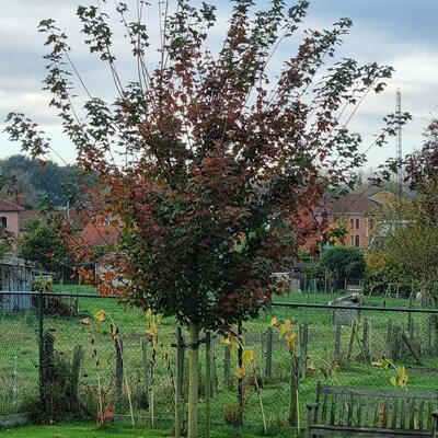 Acer x freemanii 'Autumn Blaze' - 