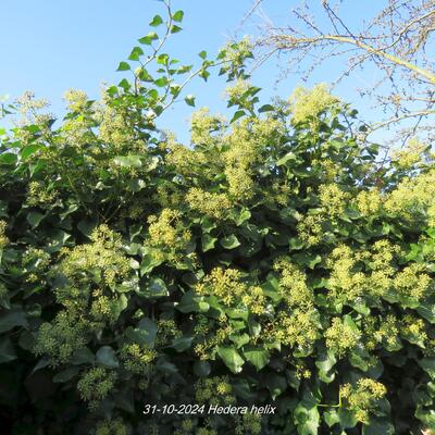 Hedera helix - Gemeiner Efeu - Hedera helix