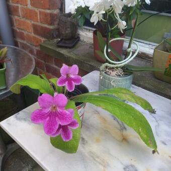 Streptocarpus