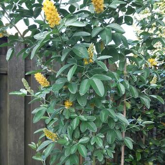 Argyrocytisus battandieri