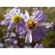 Aster laevis JS® 