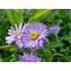 Aster dumosus 