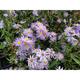 Aster laevis 