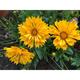 Coreopsis 