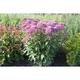 Eupatorium maculatum JS® 