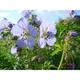 Geranium pratense 