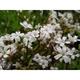 Gypsophila repens