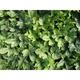 Heucherella PINK REVOLUTION ®