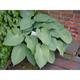 Hosta 