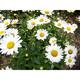 Leucanthemum 