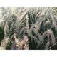 Pennisetum or. 