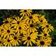 Rudbeckia missouriensis