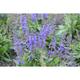 Salvia nemorosa JS® 