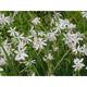 Schizostylis coccinea 