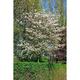 Amelanchier lamarckii