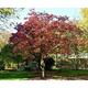 Cornus sanguinea