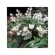 Deutzia scabra