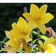 Hemerocallis hybr. 