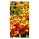 Pyracantha hybr. 