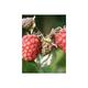 Rubus id. 