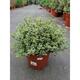 Pittosporum ten. 