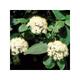 Viburnum lantana