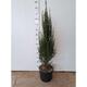 Juniperus scop. 