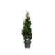 Thuja occ. 