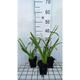 Hemerocallis hybr. 