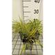 Hakonechloa macra 