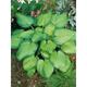 Hosta hybr. 