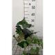 Hedera algeriensis laforet