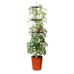 Tomatenturm 150 cm mit Bewässerungssystem