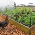 Cage de protection pour fruits et légumes - 200 x 100 x 60 cm