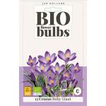 Crocus 'Tommasinianus Ruby' - bio flowerbulbs (15 stück)