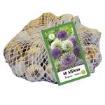 Allium violett/weiß für 1 m² (40 stück)