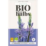 Bio Camassia 'Leichtlinii Caerulea' - bio flowerbulbs