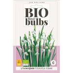 Bio Narzisse 'Gravetye Giant' - Bio Flowerbulbs (3 stück)